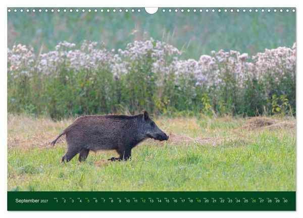 Produktbild: Wild Boars (Wall Calendar 2027 DIN A3 landscape), CALVENDO 12 Month Wall Calendar
