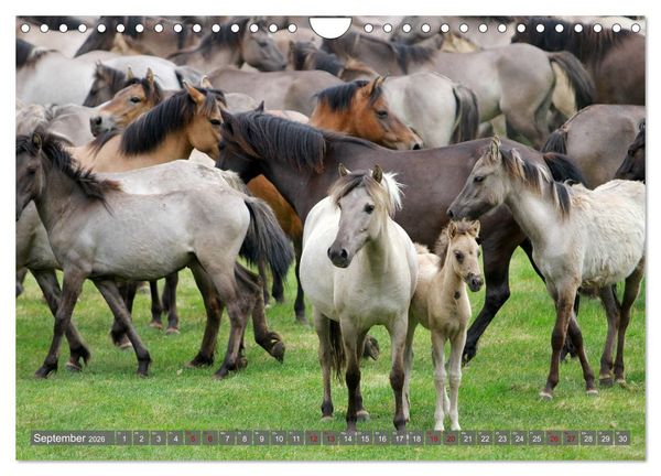Produktbild: D&uuml;lmener Wildpferde - Wildpferde im Meerfelder Bruch (Wandkalender 2026 DIN A4 quer), CALVENDO Monatskalender