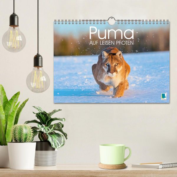 Produktbild: Puma: Auf leisen Pfoten (Wandkalender 2026 DIN A4 quer), CALVENDO Monatskalender