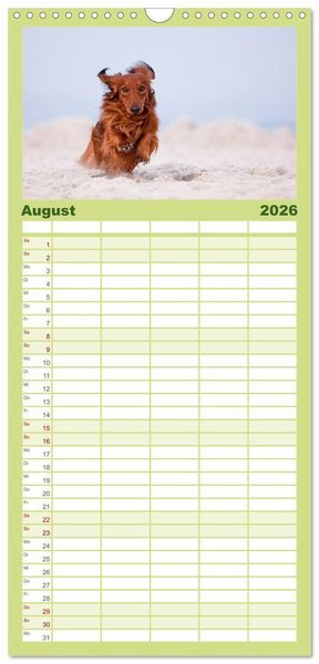 Produktbild: Familienplaner 2026 - DACKEL... wissen was sie wollen... (und was nicht...) mit 5 Spalten (Wandkalender, 21 x 45 cm) CALVENDO
