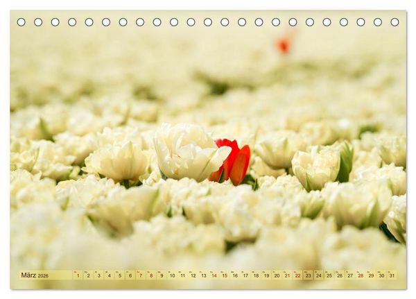 Produktbild: Tulpen - Hollands Stolz (Tischkalender 2026 DIN A5 quer), CALVENDO Monatskalender