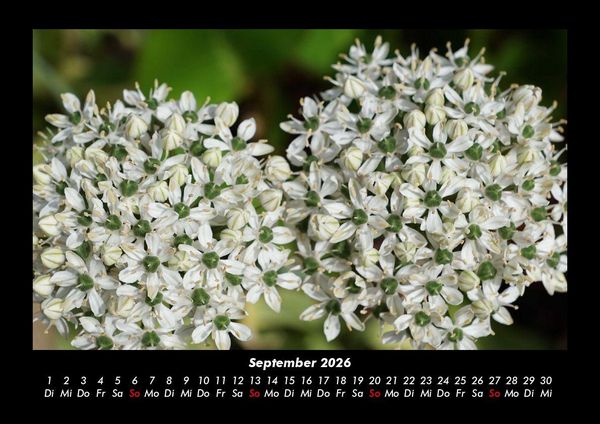 Produktbild: Blumentr&auml;ume 2026 Fotokalender DIN A3
