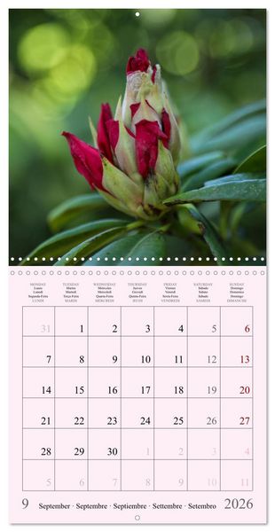 Produktbild: Les saisons en fleurs (Calendrier mural carr&eacute; 2026 30x30 cm) Calendrier double avec une page pour vos prises de notes