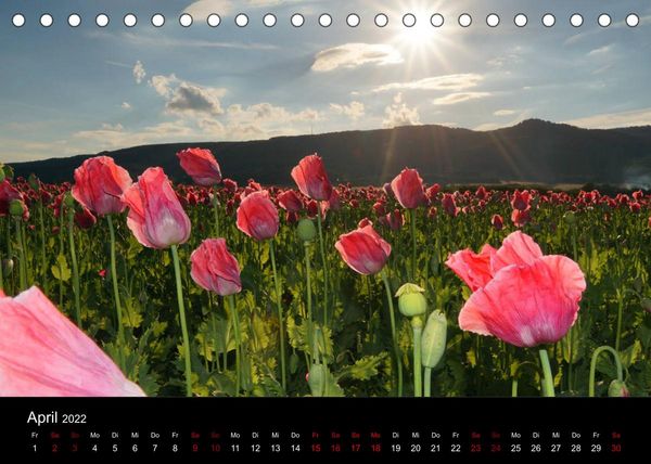 Produktbild: Mohnbl&uuml;te in Germerode (Tischkalender 2022 DIN A5 quer)