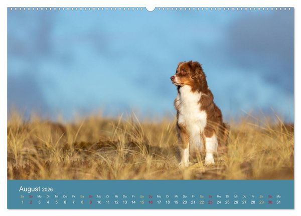 Produktbild: Mit Aussies unterwegs - Die bunte Welt der Australian Shepherds (hochwertiger Premium Wandkalender 2026 DIN A2 quer), Kunstdruck in Hochglanz