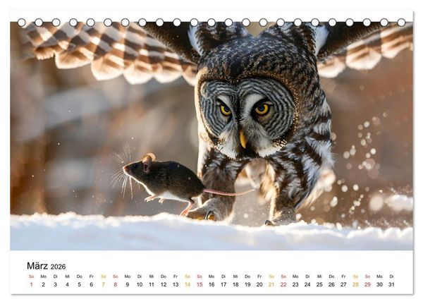 Produktbild: Im Reich der Eulen (Tischkalender 2026 DIN A5 quer), CALVENDO Monatskalender
