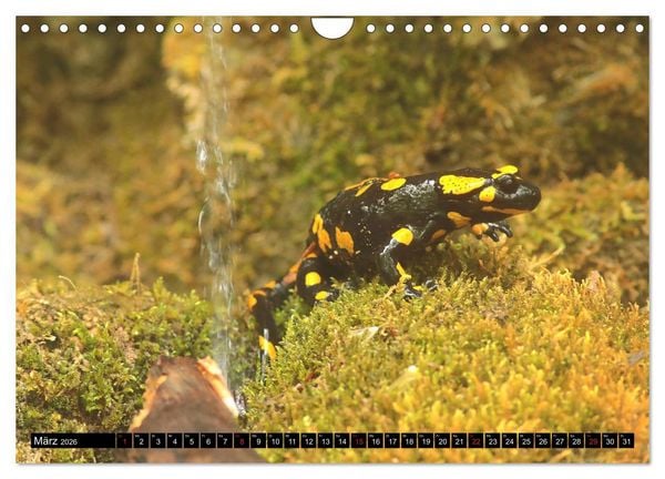 Produktbild: Im Revier der Salamander (Wandkalender 2026 DIN A4 quer), CALVENDO Monatskalender