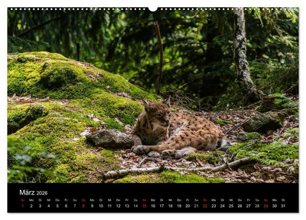 Produktbild: Bayerischer Wald (Wandkalender 2026 DIN A2 quer), CALVENDO Monatskalender