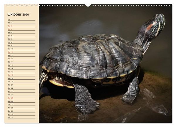 Produktbild: Reptilien. Schlangen, Echsen und Co. (Wandkalender 2026 DIN A2 quer), CALVENDO Monatskalender