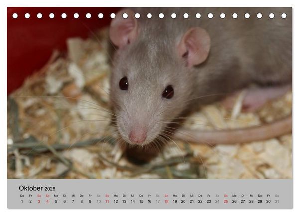 Produktbild: Mausebande (Tischkalender 2026 DIN A5 quer), CALVENDO Monatskalender