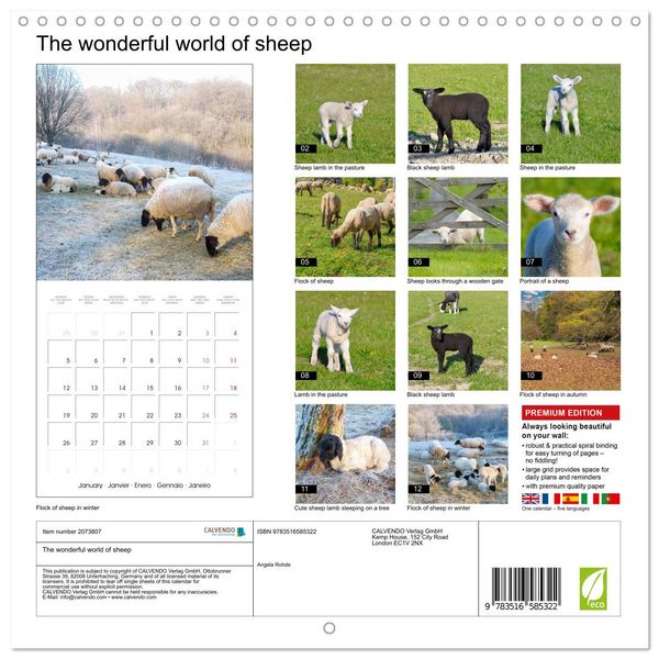 Produktbild: The wonderful world of sheep (Wall Calendar 2026 12 &times; 12 Inch) CALVENDO 12 Month Wall Calendar