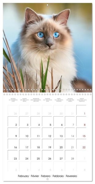 Produktbild: Beautiful Ragdolls - Cats in Nature (Wall Calendar 2026 12 &times; 12 Inch) CALVENDO 12 Month Wall Calendar