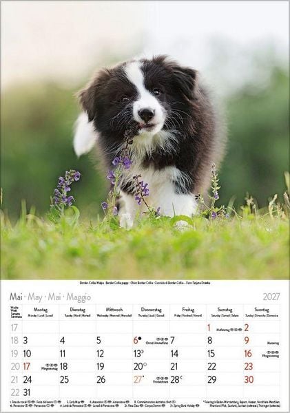 Produktbild: Hunde 2027