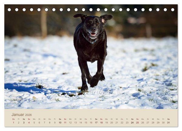 Produktbild: Labrador Retriever (Tischkalender 2026 DIN A5 quer), CALVENDO Monatskalender