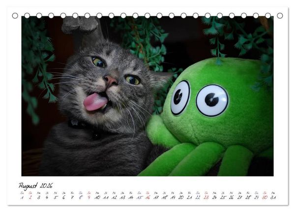 Produktbild: Die Launen der Katzen 2026 (Tischkalender 2026 DIN A5 quer), CALVENDO Monatskalender