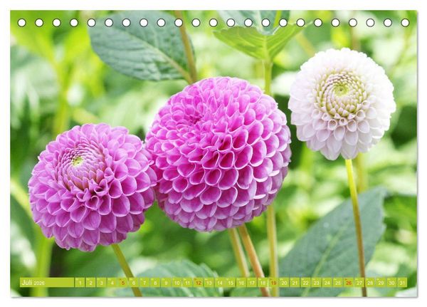 Produktbild: Wunderbare Dahlienwelt (Tischkalender 2026 DIN A5 quer), CALVENDO Monatskalender