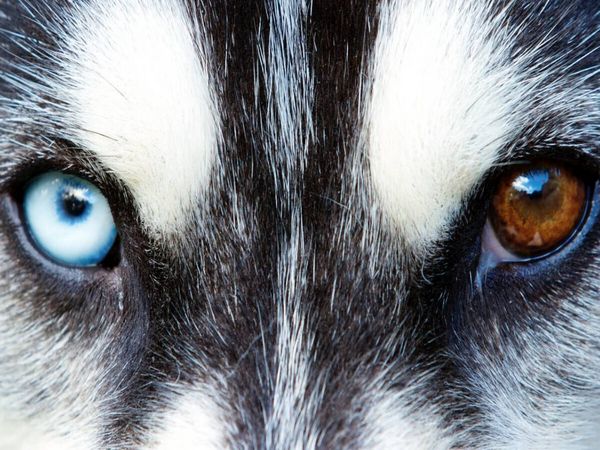 Produktbild: CALVENDO Puzzle Huskyaugen | 1000 Teile Lege-Gr&ouml;&szlig;e 64x48cm Foto-Puzzle f&uuml;r gl&uuml;ckliche Stunden