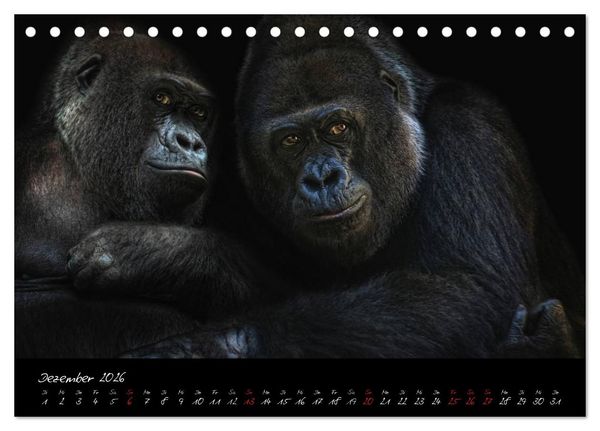 Produktbild: Gorilla (Tischkalender 2026 DIN A5 quer), CALVENDO Monatskalender