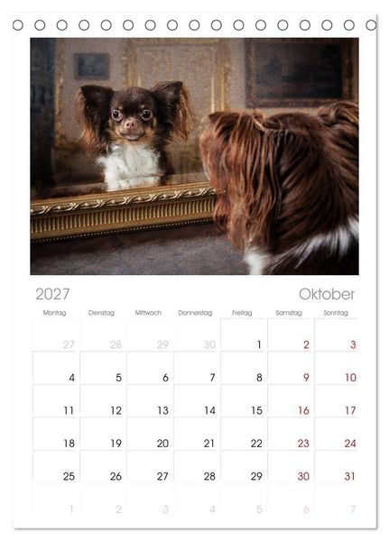 Produktbild: Tischplaner 2027 - Chihuahuas - Cool and Cute (A5 Tischkalender zum Aufstellen) CALVENDO