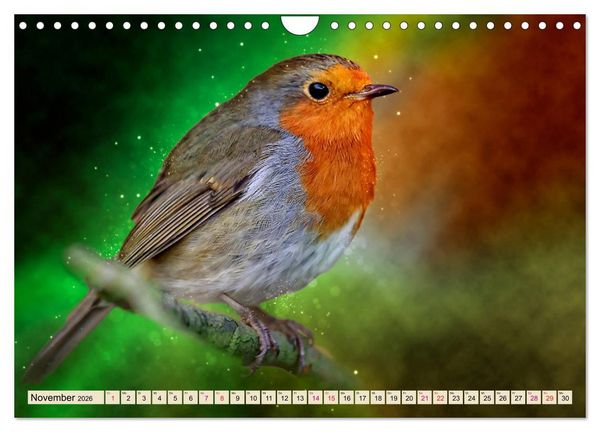Produktbild: Bei uns im Garten - Rotkehlchen (Wandkalender 2026 DIN A4 quer), CALVENDO Monatskalender