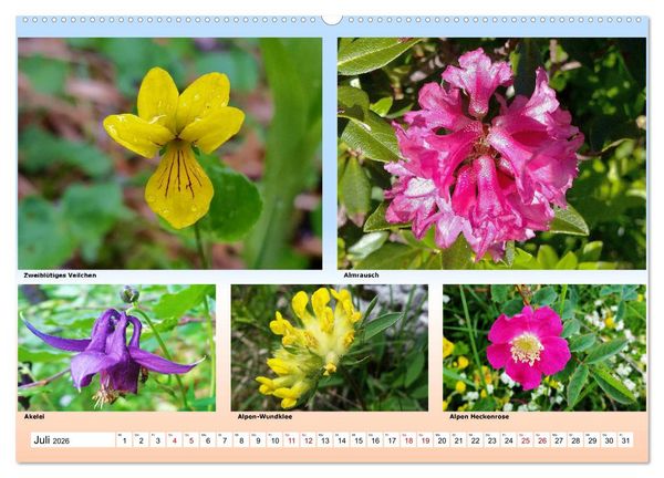 Produktbild: Alpiner Bl&uuml;tenzauber (hochwertiger Premium Wandkalender 2026 DIN A2 quer), Kunstdruck in Hochglanz