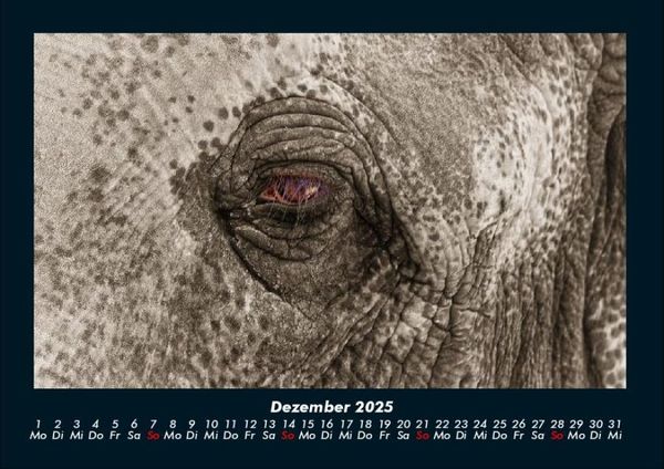 Produktbild: Elefanten - Die sanften Riesen Afrikas 2025 Fotokalender DIN A4