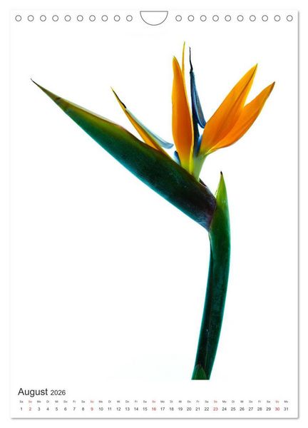 Produktbild: Blumen pur (Wandkalender 2026 DIN A4 hoch), CALVENDO Monatskalender