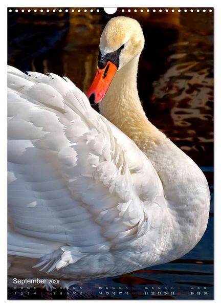 Produktbild: Der Schwan (Wandkalender 2026 DIN A3 hoch), CALVENDO Monatskalender