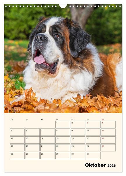 Produktbild: Bernhardiner - Mit dem St. Bernhardshund durch das Jahr (Wandkalender 2026 DIN A3 hoch), CALVENDO Monatskalender