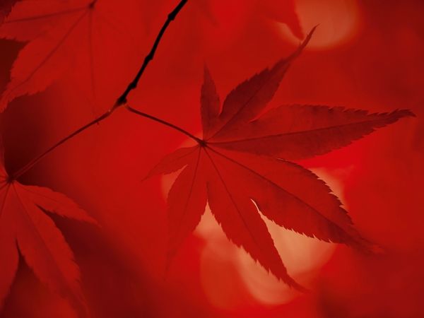 Produktbild: CALVENDO Puzzle Japanischer F&auml;cherahorn - Herbstfarben | 1000 Teile Lege-Gr&ouml;&szlig;e 64x48cm Foto-Puzzle f&uuml;r gl&uuml;ckliche Stunden