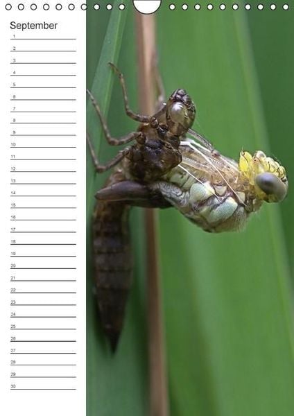Produktbild: Tierische Kleinigkeiten / Geburtstagskalender (Wandkalender immerw&auml;hrend DIN A4 hoch)