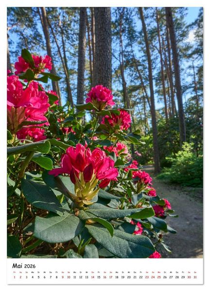 Produktbild: Zauberhafte Rhododendren (Wandkalender 2026 DIN A3 hoch), CALVENDO Monatskalender