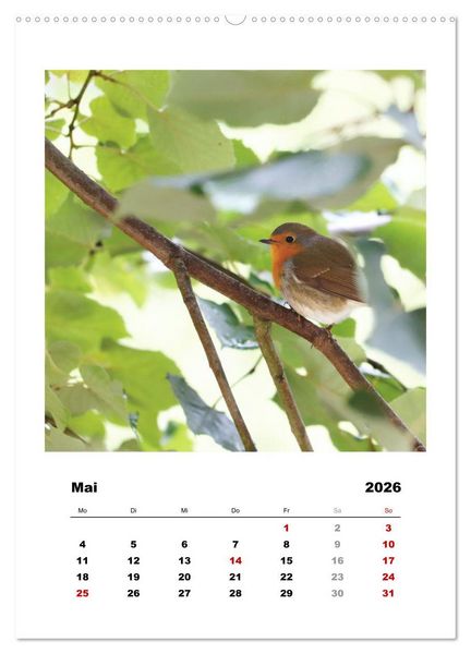 Produktbild: Rotkehlchen, s&uuml;&szlig;e kleine Knutschkugeln (Wandkalender 2026 DIN A2 hoch), CALVENDO Monatskalender
