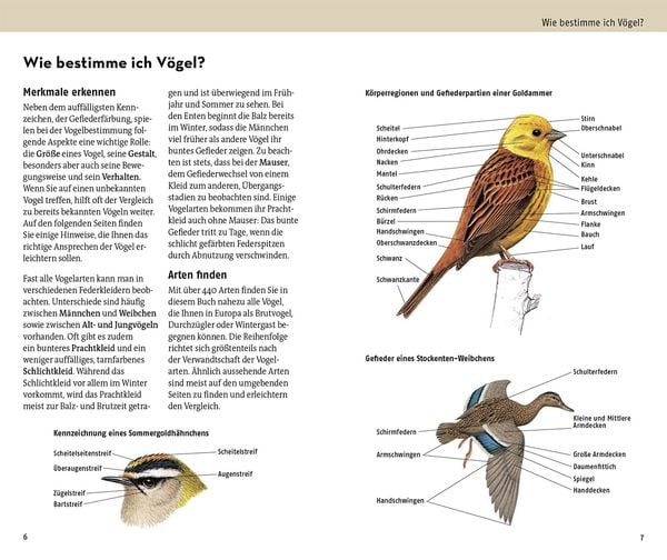 Produktbild: Welcher Vogel ist das?