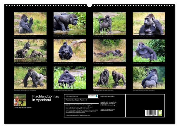 Produktbild: Flachlandgorillas in Apenheul (Wandkalender 2026 DIN A2 quer), CALVENDO Monatskalender
