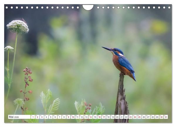 Produktbild: Der blaue Diamant - Fotos vom Eisvogel (Wandkalender 2026 DIN A4 quer), CALVENDO Monatskalender
