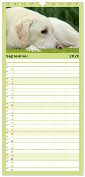 Produktbild: Familienplaner 2026 - Labrador Retriever 2026 mit 5 Spalten (Wandkalender, 21 x 45 cm) CALVENDO
