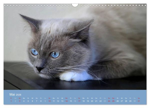 Produktbild: Engel auf 4 Pfoten - Ragdolls 2026 (Wandkalender 2026 DIN A3 quer), CALVENDO Monatskalender
