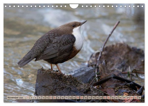 Produktbild: Steckbriefe einheimischer V&ouml;gel (Wandkalender 2026 DIN A4 quer), CALVENDO Monatskalender