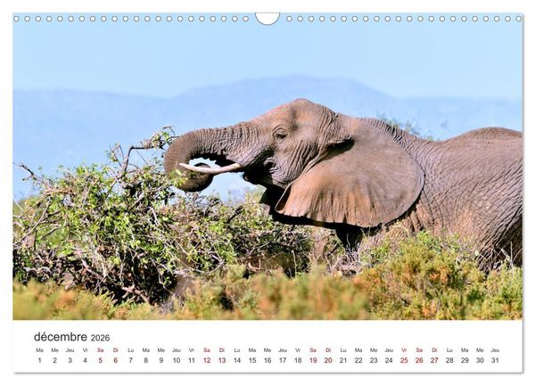 Produktbild: &Eacute;l&eacute;phants en Afrique (Calendrier mural 2026 DIN A3 vertical), CALVENDO calendrier mensuel
