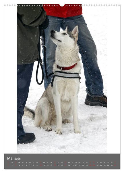 Produktbild: Huskies - Portraits im Schnee (hochwertiger Premium Wandkalender 2026 DIN A2 hoch), Kunstdruck in Hochglanz