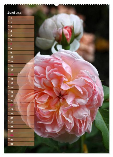 Produktbild: Rosen f&uuml;r DICH / Geburtstagskalender (hochwertiger Premium Wandkalender 2026 DIN A2 hoch), Kunstdruck in Hochglanz