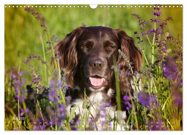 Produktbild: Faszination Jagdhund - Kleiner M&uuml;nsterl&auml;nder (Wandkalender 2027 DIN A3 quer), CALVENDO Monatskalender