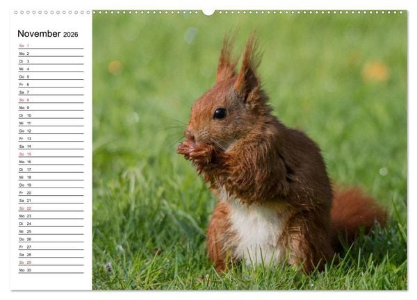 Produktbild: Mit dem Eichh&ouml;rnchen durchs Jahr (Wandkalender 2026 DIN A2 quer), CALVENDO Monatskalender