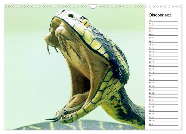 Produktbild: Schlangen. Lauern, kriechen, schlingen (Wandkalender 2026 DIN A3 quer), CALVENDO Monatskalender