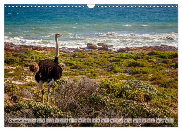Produktbild: S&uuml;dafrika: Kapstadt, Garden Route und Cape Winelands (Wandkalender 2026 DIN A3 quer), CALVENDO Monatskalender