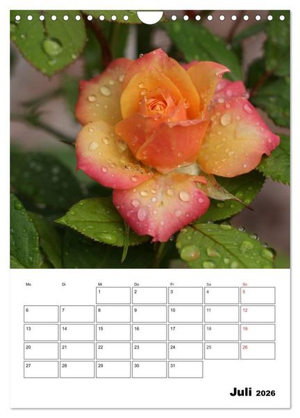 Produktbild: Zauberhafte Rosen (Wandkalender 2026 DIN A4 hoch), CALVENDO Monatskalender