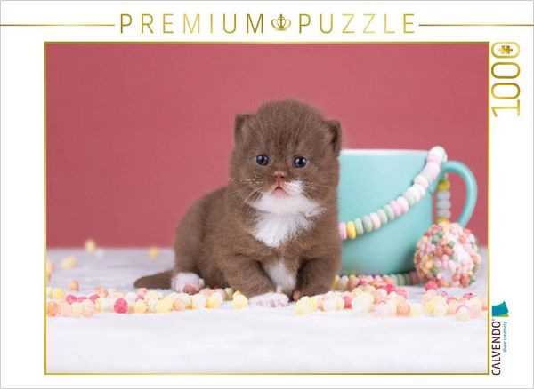 CALVENDO Puzzle Ein Motiv aus dem Kalender Katzenkinder - Britisch Kurzhaar | 1000 Teile Lege-Größe 64x48cm Foto-Puzzle für glückliche Stunden