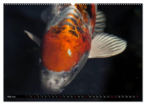 Produktbild: Nishikigoi oder Koi Karpfen (hochwertiger Premium Wandkalender 2026 DIN A2 quer), Kunstdruck in Hochglanz