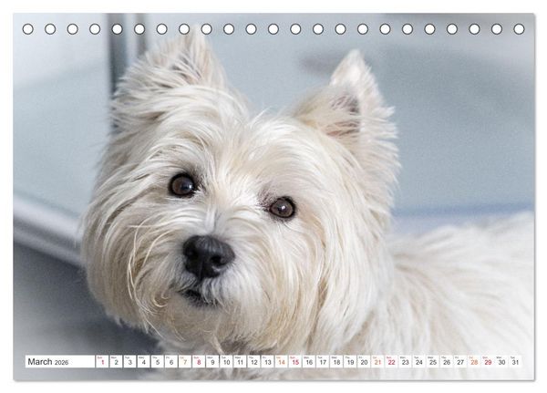 Produktbild: West Highland White Terrier - Your charming companion (Desk Calendar 2026 DIN A5 landscape), CALVENDO 12 Month DeskCalendar